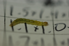 Herpetogramma theseusalis