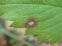Ramularia fragariae image