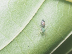 Cosmophasis valerieae