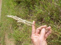 Bothriochloa torreyana