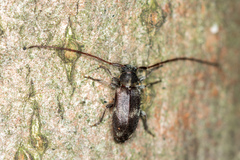 Exocentrus punctipennis