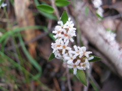 Leucopogon concurvus