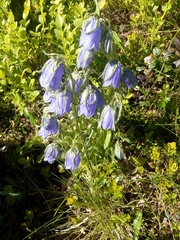 Campanula alpina