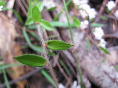 Leucopogon concurvus