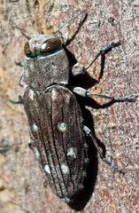 Chrysobothris octocola