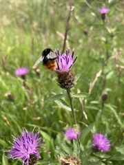 Bombus lapidarius