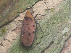 Penthicodes atomaria