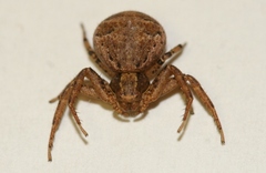 Xysticus emertoni