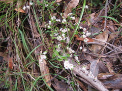 Leucopogon concurvus