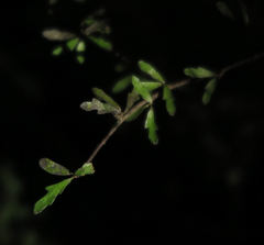 Pittosporum divaricatum