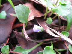 Viola sieberiana