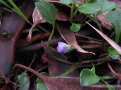 Viola sieberiana