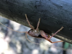 Ocellarnaca furcifera