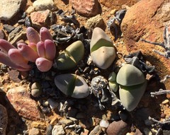 Didymaotus lapidiformis