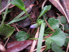 Viola sieberiana