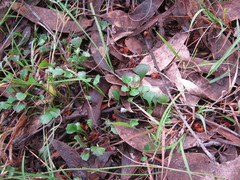 Viola sieberiana