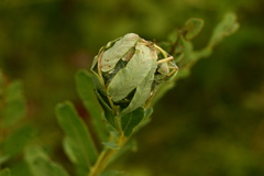 Herpetogramma theseusalis