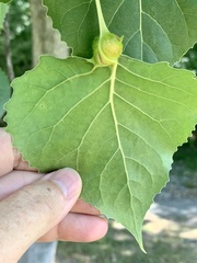 Pemphigus populitransversus