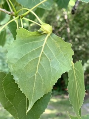 Pemphigus populitransversus