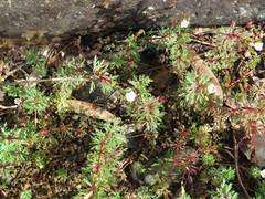 Limnophila brownii