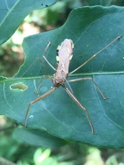 Epidaus