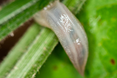 Agriolimacidae