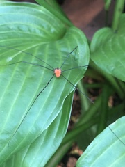 Leiobunum nigropalpi