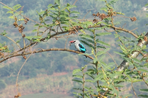 Woodland Kingfisher