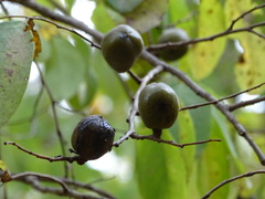 Cleistanthus collinus