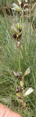 Chlorophytum angulicaule