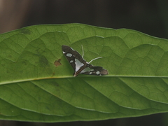 Glyphodes actorionalis