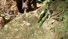 Takydromus formosanus