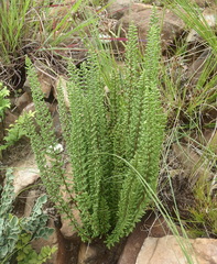 Cheilanthes hirta