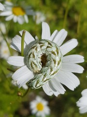 Cucullia chamomillae