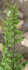 Cheilanthes hirta