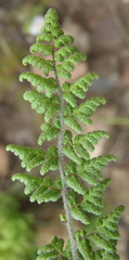Cheilanthes hirta