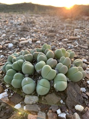 Gibbaeum heathii