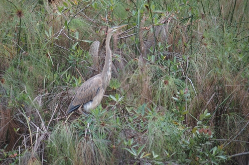 Purple Heron