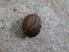 Lagerstroemia parviflora