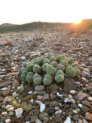 Gibbaeum heathii