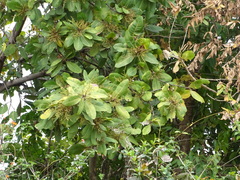 Madhuca longifolia