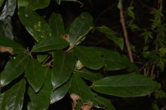 Cryptocarya obovata