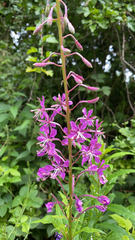 Chamaenerion angustifolium