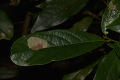 Cryptocarya obovata