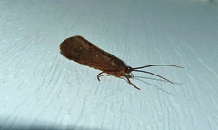 Ptilostomis ocellifera