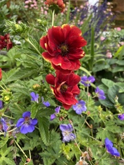 Potentilla thurberi