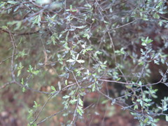 Pittosporum divaricatum