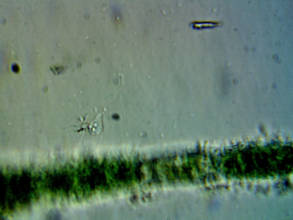 Bikosea