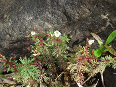 Limnophila brownii