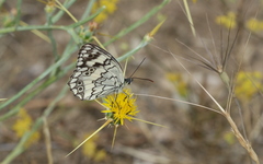 Melanargia larissa